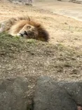 天王寺動物園に投稿された画像（2026/4/29）