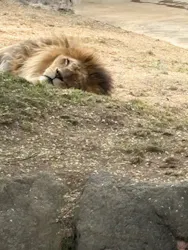 天王寺動物園に投稿された画像（2026/4/29）