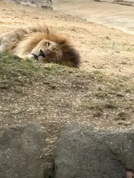 天王寺動物園に投稿された画像（2026/4/29）