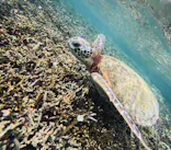 宮古島 ADVENTURE PiPi（ミヤコジマ アドベンチャー ピピ）に投稿された画像（2026/4/29）