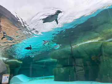 天王寺動物園に投稿された画像（2026/4/29）