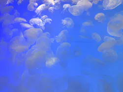 アクアワールド茨城県大洗水族館に投稿された画像（2026/4/29）