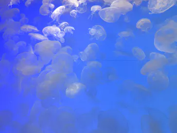 アクアワールド茨城県大洗水族館に投稿された画像（2026/4/29）