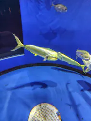 アクアワールド茨城県大洗水族館に投稿された画像（2026/4/29）