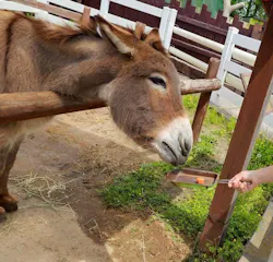 東武動物公園に投稿された画像（2026/4/29）