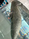 京都水族館に投稿された画像（2026/4/30）