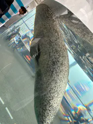 京都水族館に投稿された画像（2026/4/29）