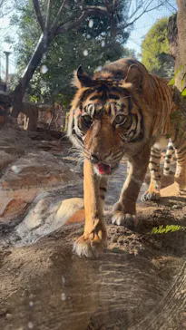 【旧】　上野動物園に投稿された画像（2026/4/29）