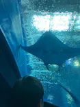 沖縄美ら海水族館に投稿された画像（2026/4/30）