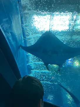 沖縄美ら海水族館に投稿された画像（2026/4/29）