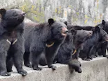奥飛騨クマ牧場に投稿された画像（2026/4/30）