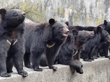 奥飛騨クマ牧場に投稿された画像（2026/4/29）
