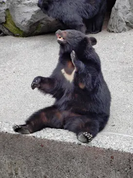 奥飛騨クマ牧場に投稿された画像（2026/4/29）