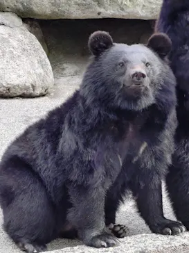奥飛騨クマ牧場に投稿された画像（2026/4/29）