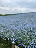 国営ひたち海浜公園プレジャーガーデンに投稿された画像（2026/4/30）