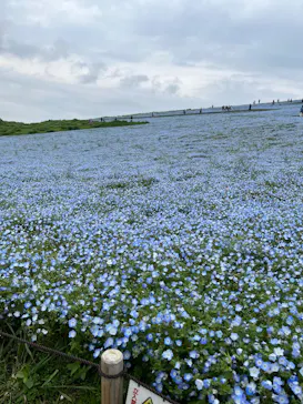 国営ひたち海浜公園プレジャーガーデンに投稿された画像（2026/4/29）