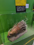 特別展「超危険生物展　科学で挑む生き物の本気」に投稿された画像（2026/4/30）