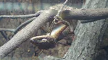 体感型動物園iZooに投稿された画像（2026/4/30）