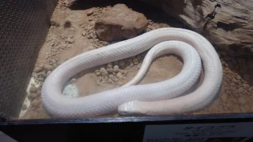 体感型動物園iZooに投稿された画像（2026/4/30）