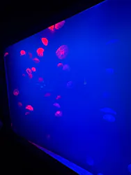 大分マリーンパレス水族館 「うみたまご」に投稿された画像（2026/4/30）