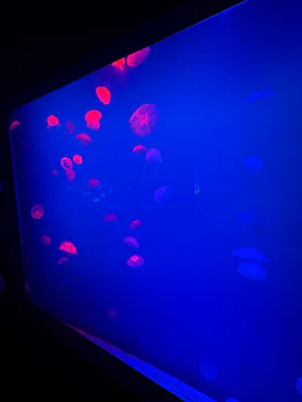 大分マリーンパレス水族館 「うみたまご」に投稿された画像（2026/4/30）