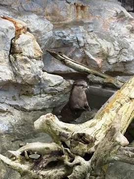 大分マリーンパレス水族館 「うみたまご」に投稿された画像（2026/4/30）