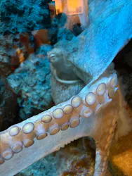 しながわ水族館に投稿された画像（2026/4/30）