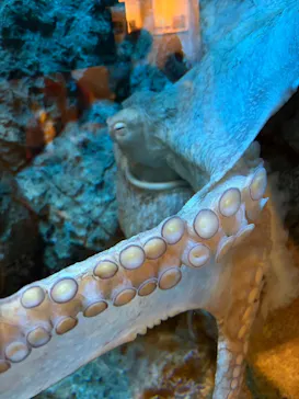 しながわ水族館に投稿された画像（2026/4/30）