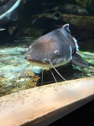 しながわ水族館に投稿された画像（2026/4/30）