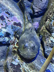 しながわ水族館に投稿された画像（2026/4/30）