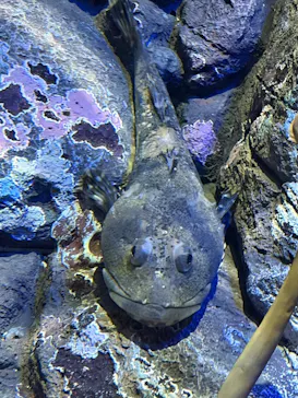 しながわ水族館に投稿された画像（2026/4/30）