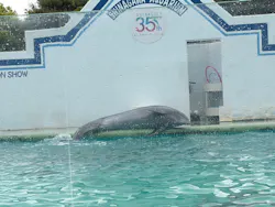 しながわ水族館に投稿された画像（2026/4/30）