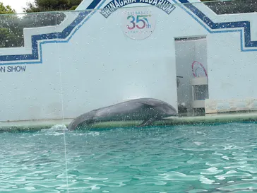 しながわ水族館に投稿された画像（2026/4/30）