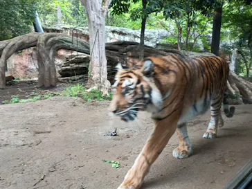恩賜上野動物園に投稿された画像（2026/4/30）