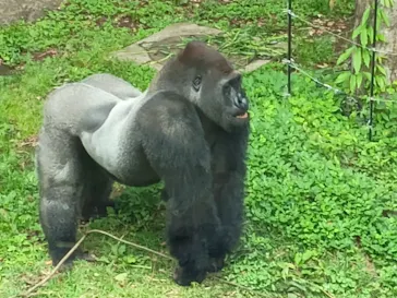 恩賜上野動物園に投稿された画像（2026/4/30）