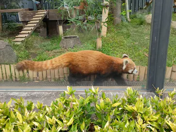 恩賜上野動物園に投稿された画像（2026/4/30）