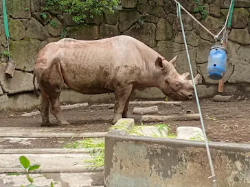 恩賜上野動物園に投稿された画像（2026/4/30）