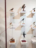 特別展「鳥 ～ゲノム解析が解き明かす新しい鳥類の系統～」に投稿された画像（2026/4/30）