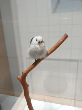 特別展「鳥 ～ゲノム解析が解き明かす新しい鳥類の系統～」に投稿された画像（2026/4/30）