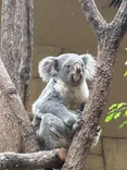 名古屋市東山動植物園に投稿された画像（2026/4/30）