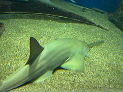 マクセル アクアパーク品川に投稿された画像（2026/4/30）