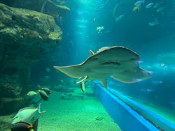 マクセル アクアパーク品川に投稿された画像（2026/4/30）