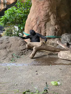 恩賜上野動物園に投稿された画像（2026/4/30）