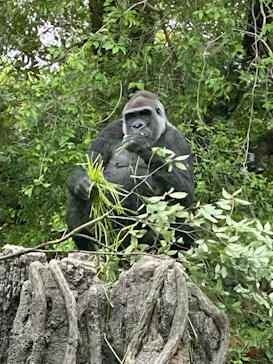 恩賜上野動物園に投稿された画像（2026/4/30）