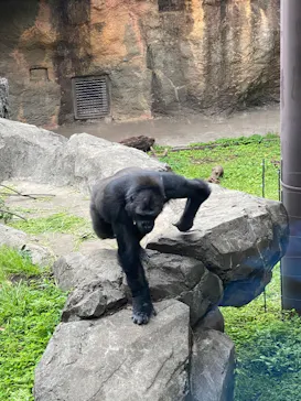 恩賜上野動物園に投稿された画像（2026/4/30）
