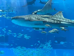 沖縄美ら海水族館に投稿された画像（2026/4/30）