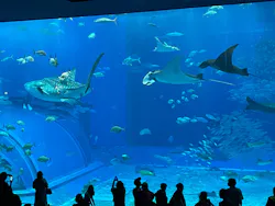 沖縄美ら海水族館に投稿された画像（2026/4/30）