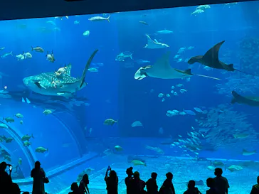 沖縄美ら海水族館に投稿された画像（2026/4/30）