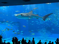 沖縄美ら海水族館に投稿された画像（2026/4/30）