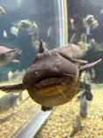 世界淡水魚園水族館　アクア・トトぎふに投稿された画像（2026/4/30）